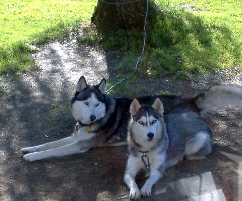 siberian husky rescue new england